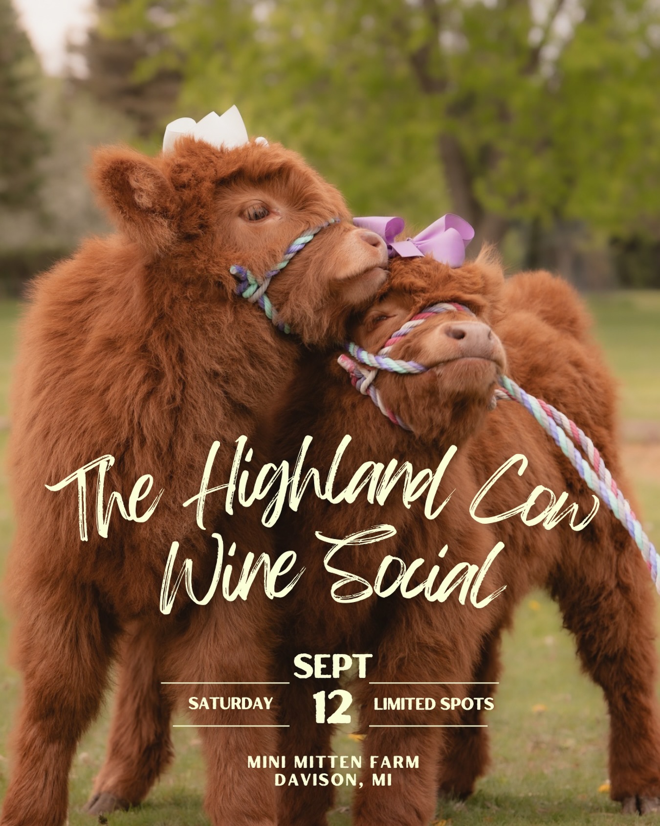 The Highland Cow Wine Social